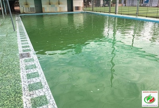 Nước hồ bơi bị nhiễm rêu và các phương pháp xử lý hiệu quả